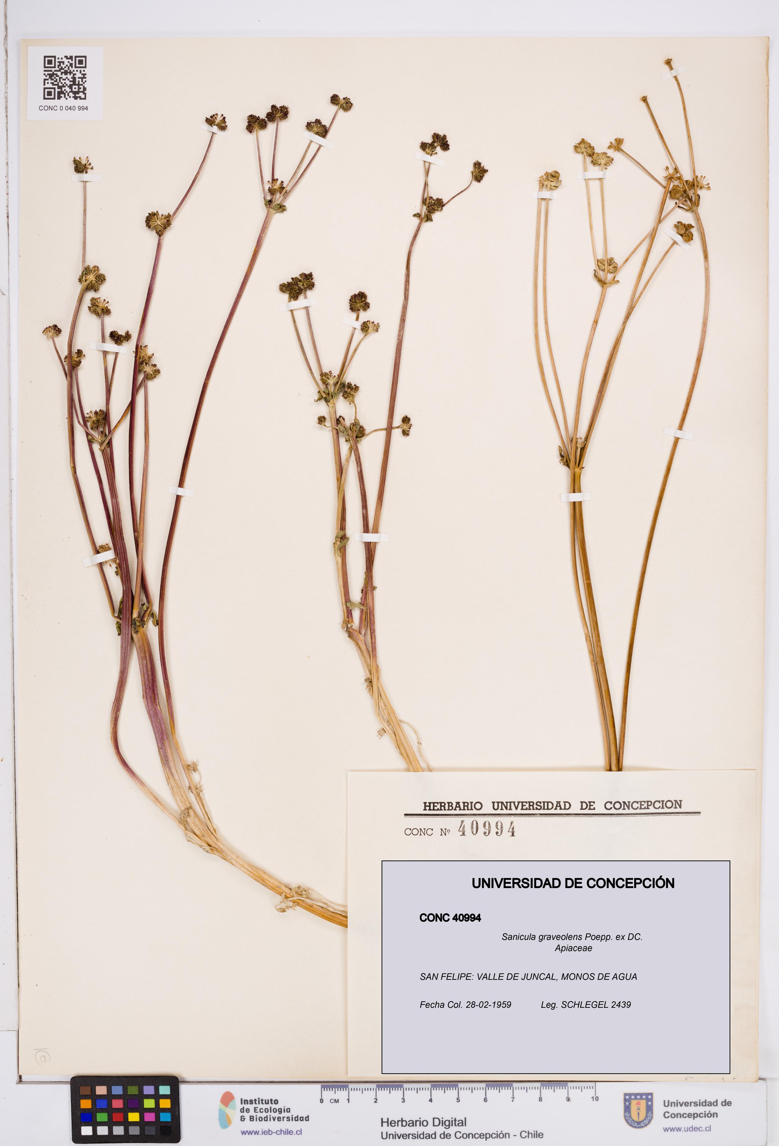 Sanicula graveolens [Espécimen: ]