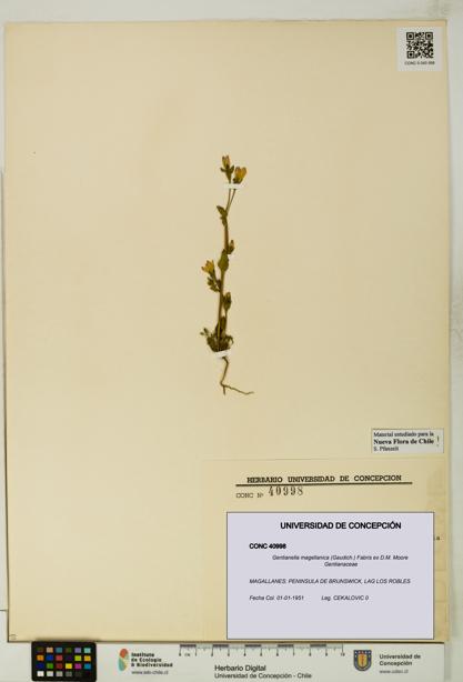 Gentianella magellanica [Espécimen: UDEC:CONC:0040998]