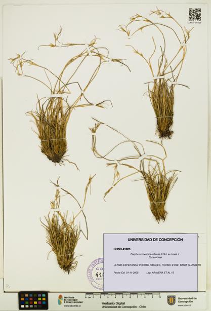 Carpha schoenoides [Espécimen: UDEC:CONC:0041025]