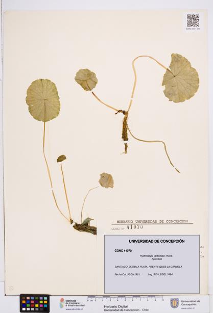 Hydrocotyle verticillata [Espécimen: ]