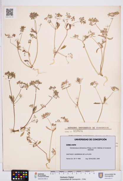 Homalocarpus dichotomus [Espécimen: ]