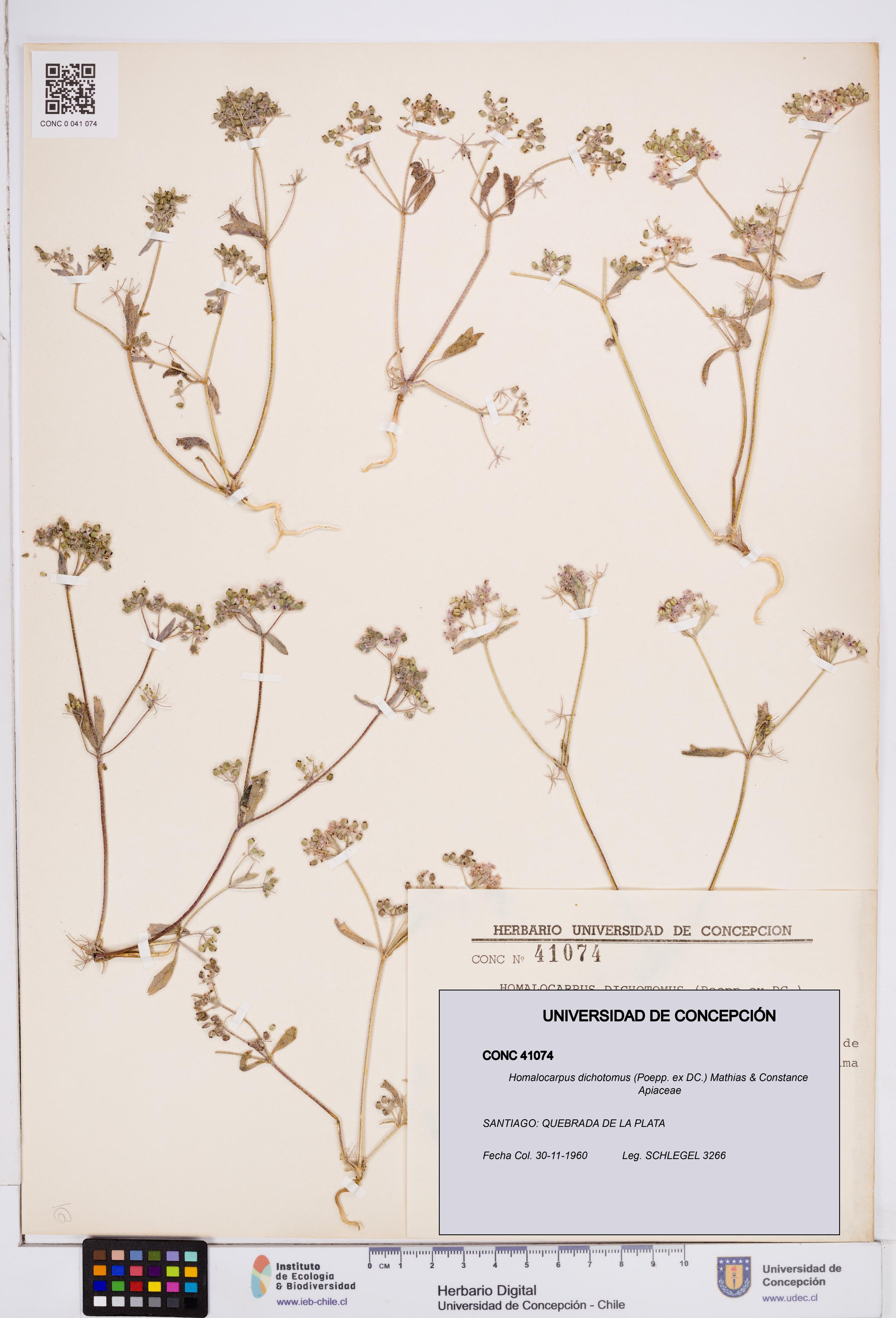 Homalocarpus dichotomus [Espécimen: ]
