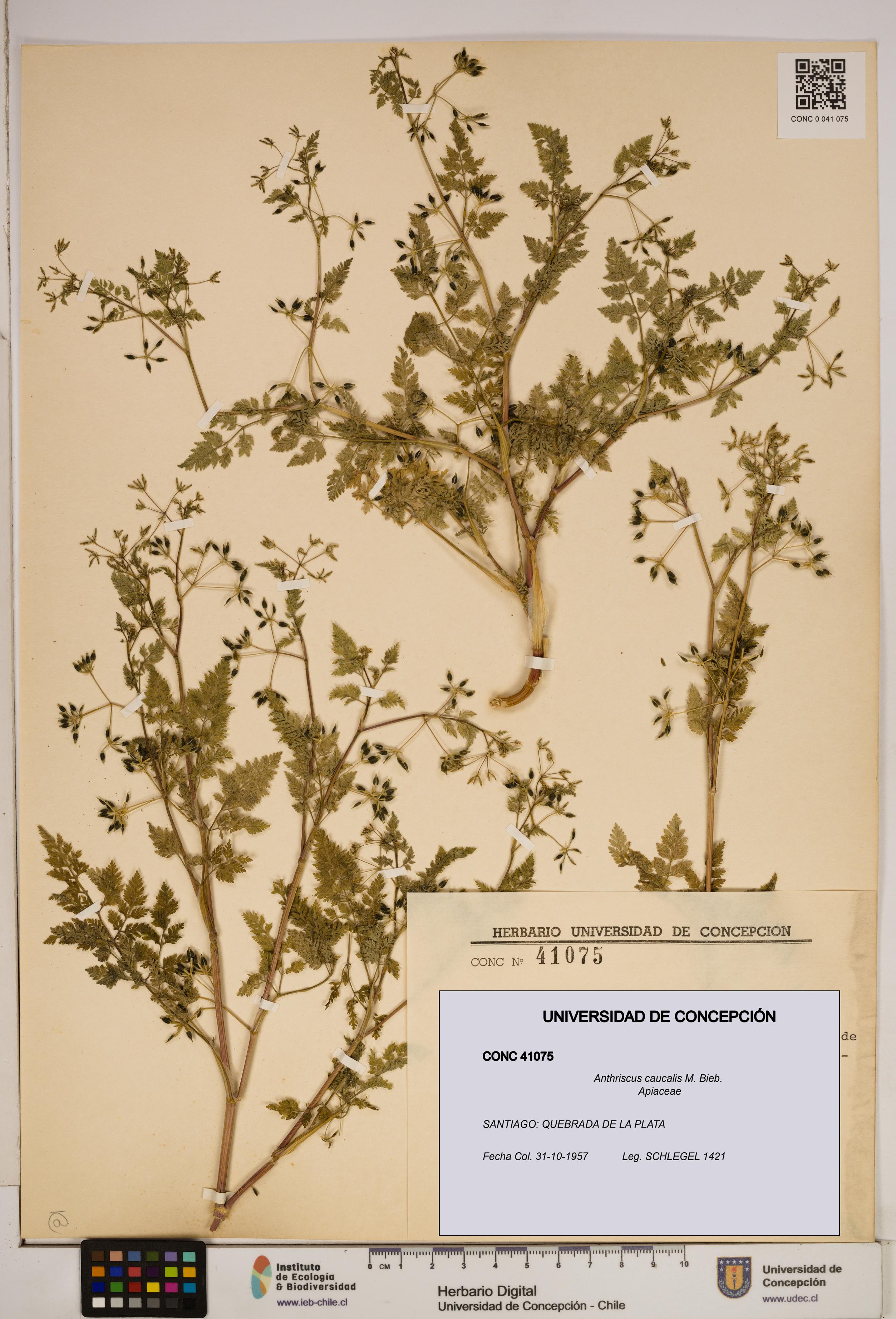 Anthriscus caucalis [Espécimen: ]