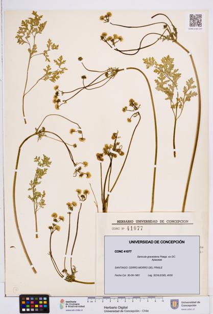 Sanicula graveolens [Espécimen: ]