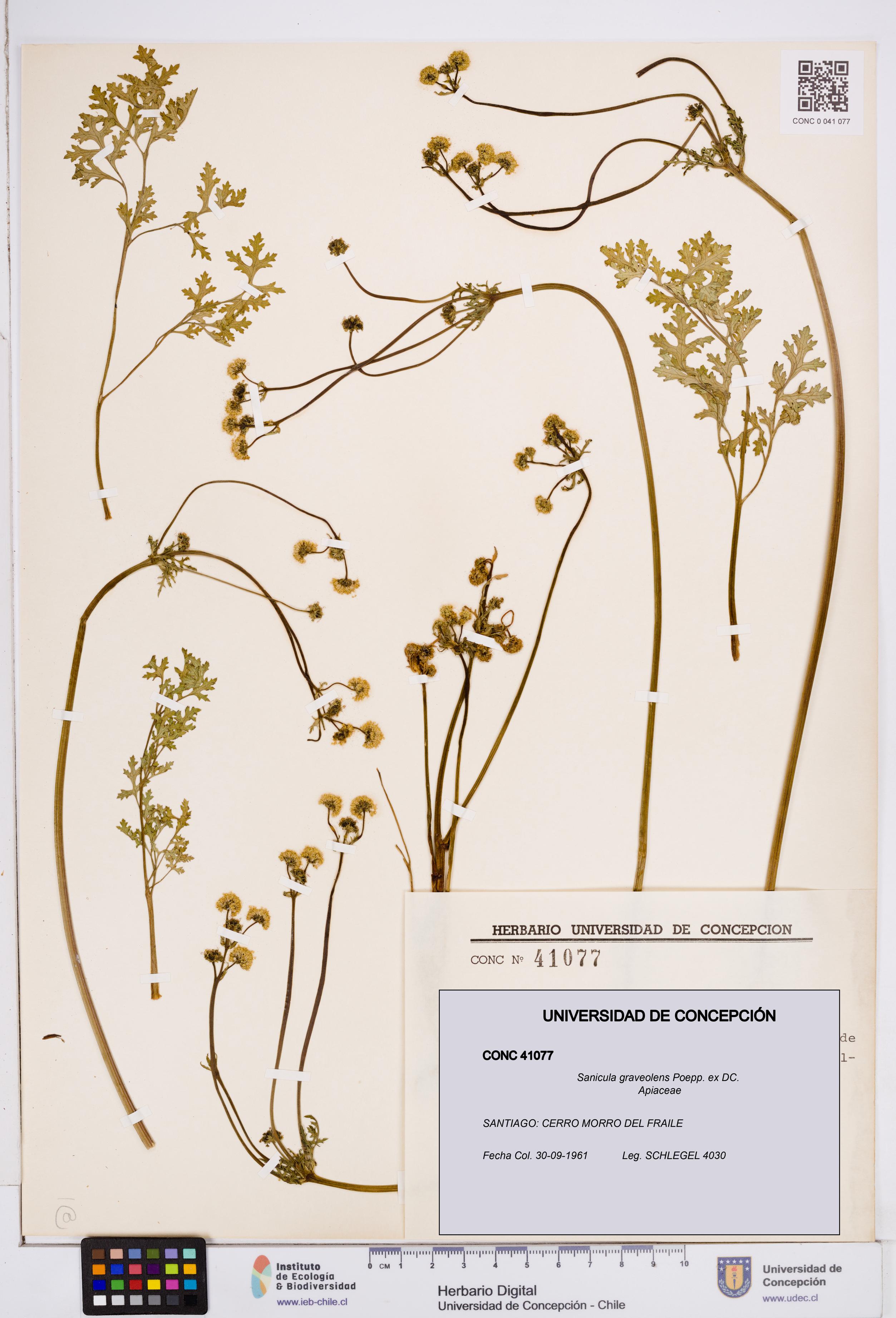 Sanicula graveolens [Espécimen: ]