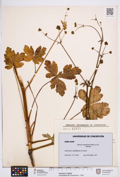 Sanicula crassicaulis [Espécimen: ]