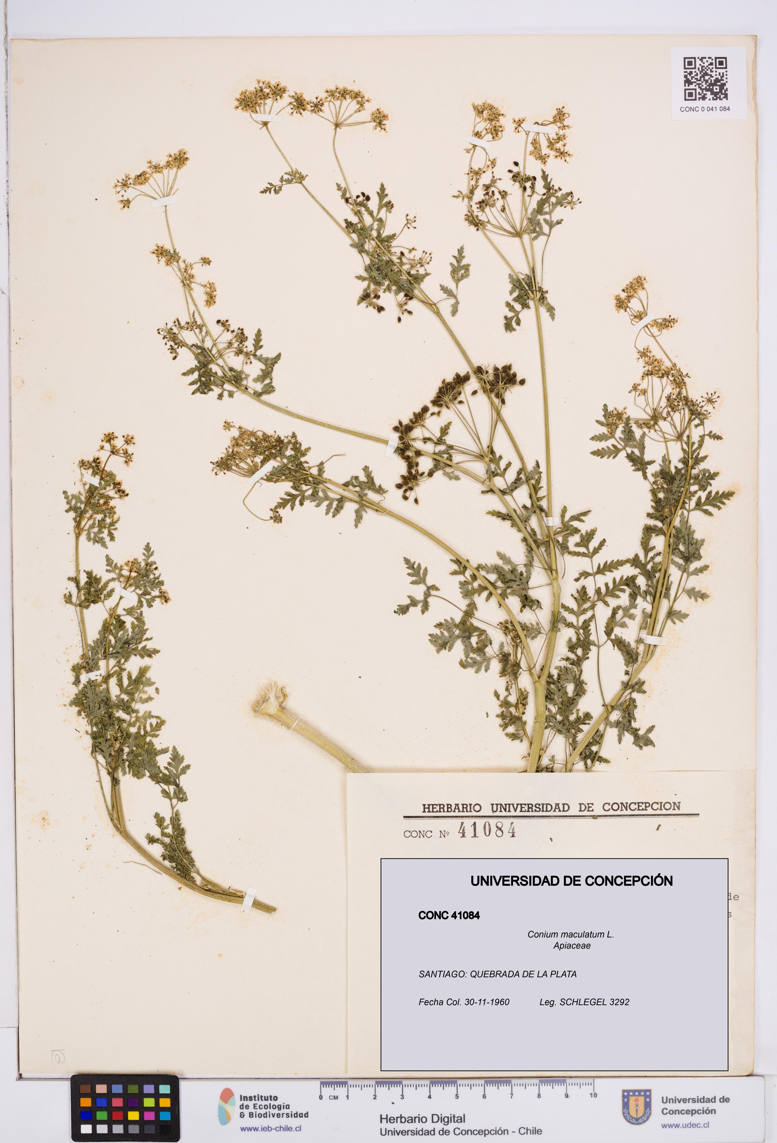 Conium maculatum [Espécimen: ]