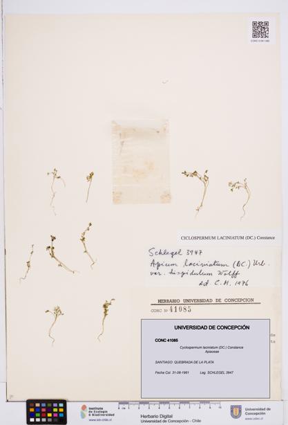 Cyclospermum laciniatum [Espécimen: ]