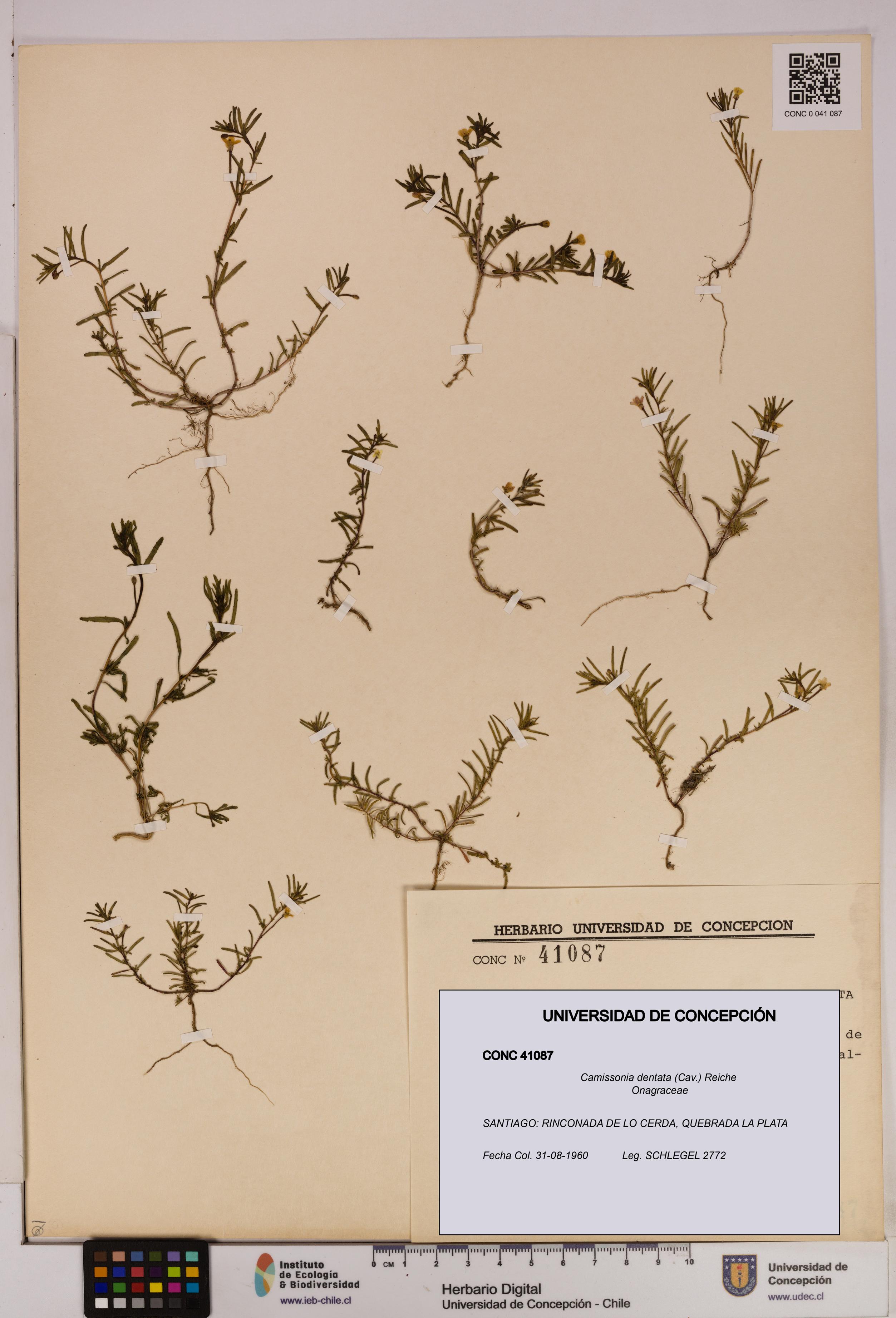 Camissonia dentata [Espécimen: UDEC:CONC:0041087]