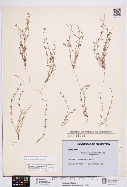 Pectocarya linearis [Espécimen: ]