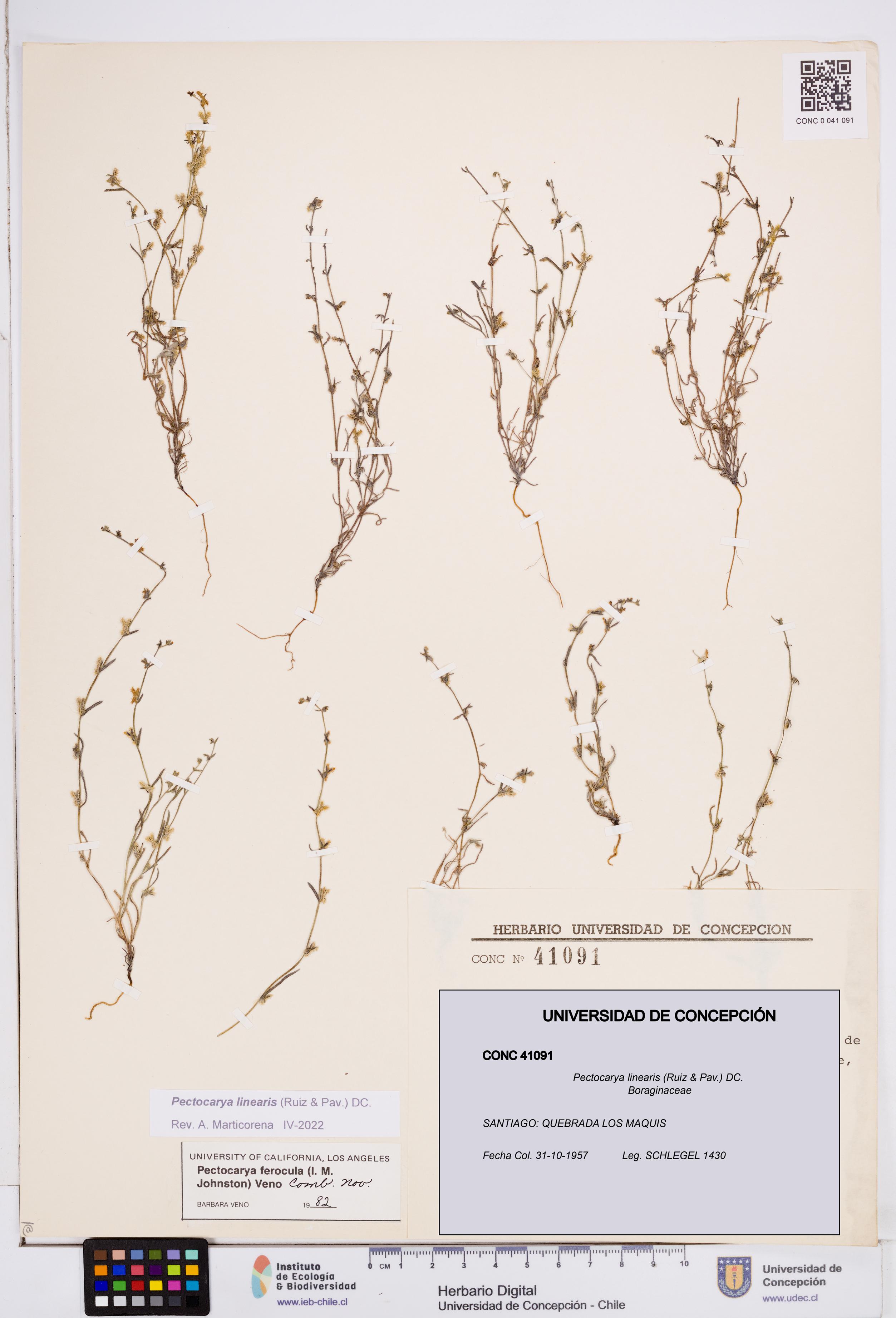 Pectocarya linearis [Espécimen: ]
