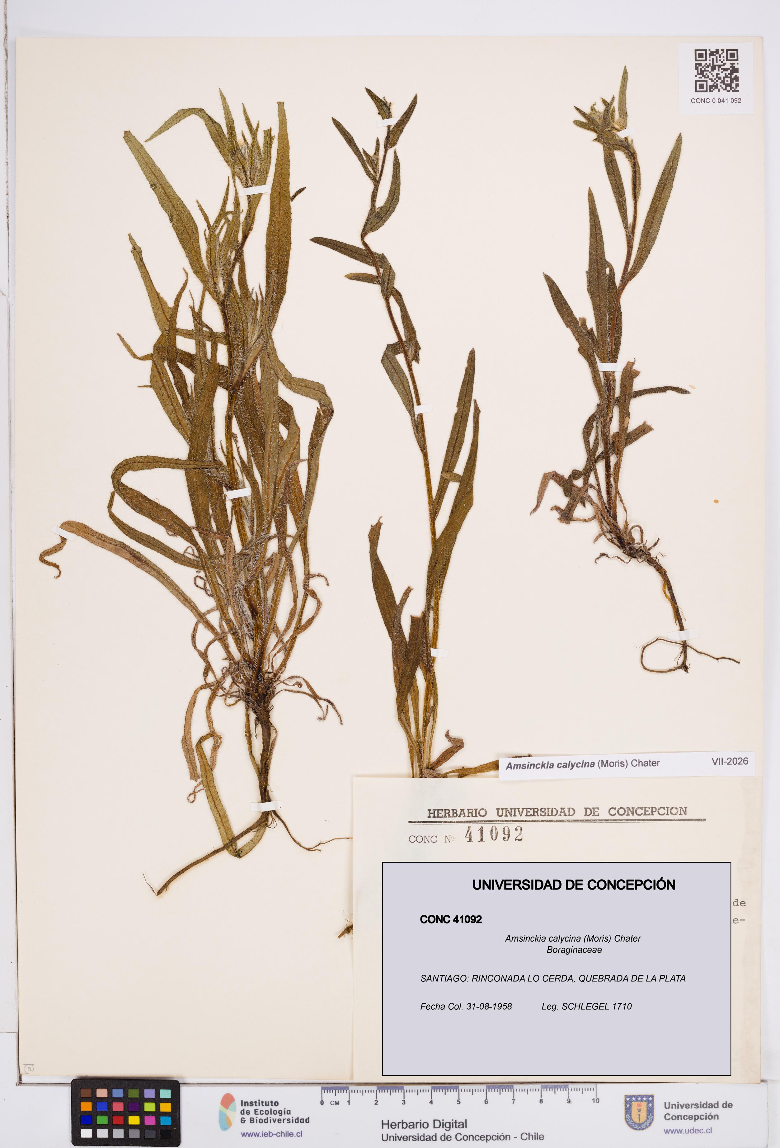Amsinckia calycina [Espécimen: ]