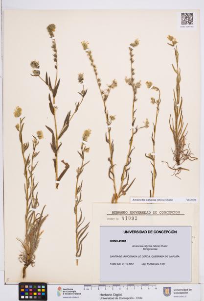 Amsinckia calycina [Espécimen: ]