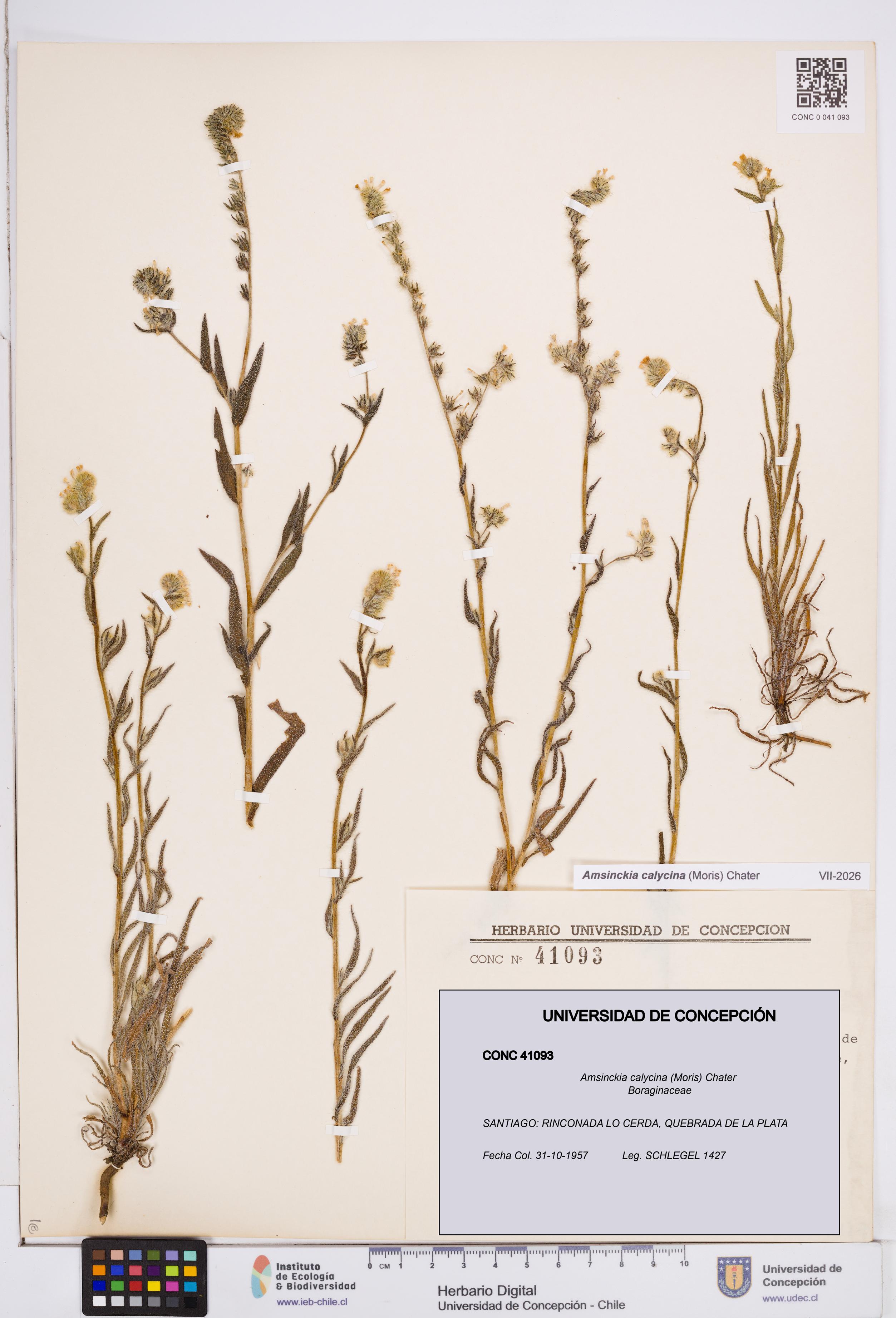 Amsinckia calycina [Espécimen: ]