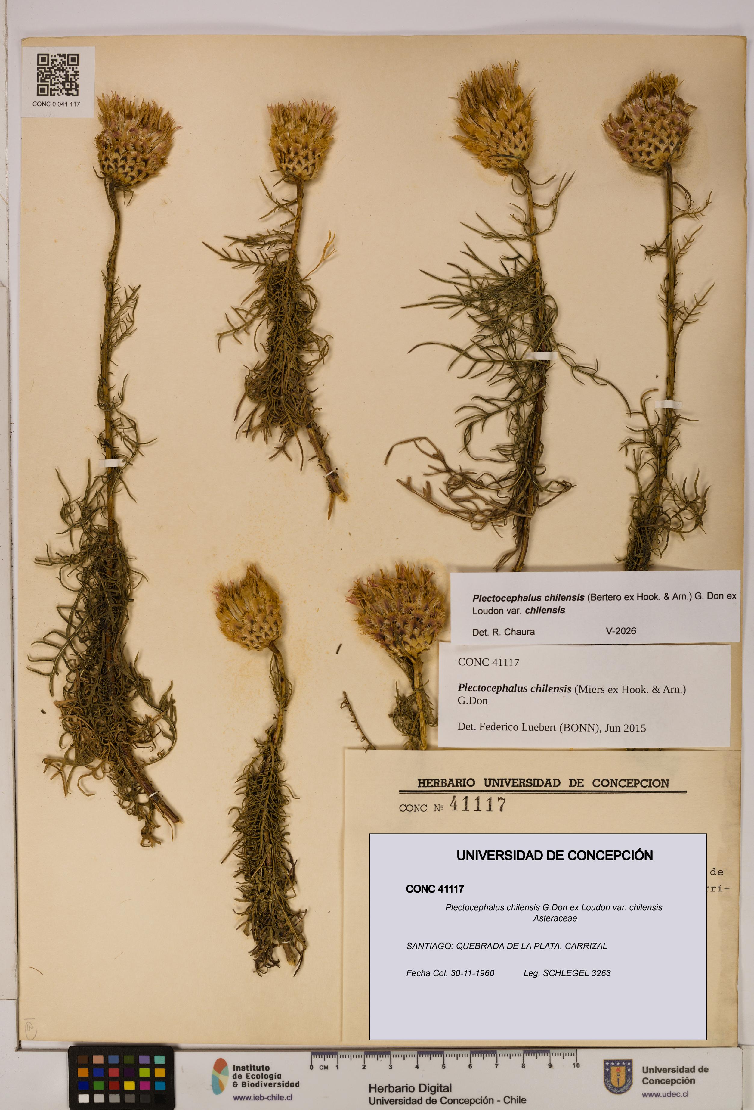 Plectocephalus chilensis [Espécimen: ]