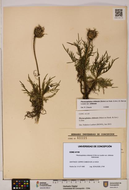 Plectocephalus chilensis [Espécimen: ]