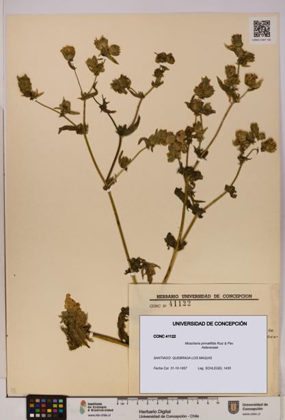 Moscharia pinnatifida [Espécimen: UDEC:CONC:0041122]