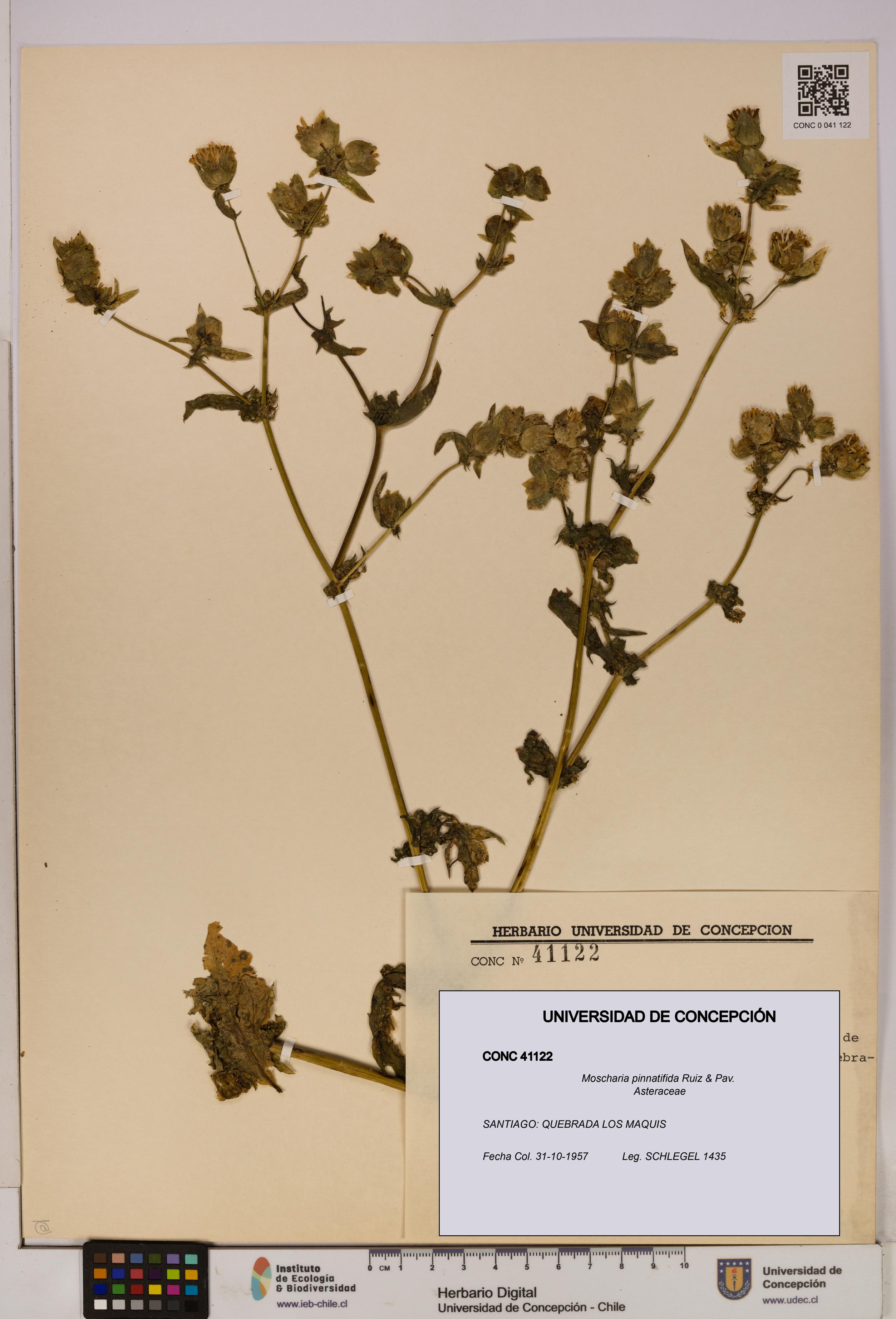 Moscharia pinnatifida [Espécimen: UDEC:CONC:0041122]