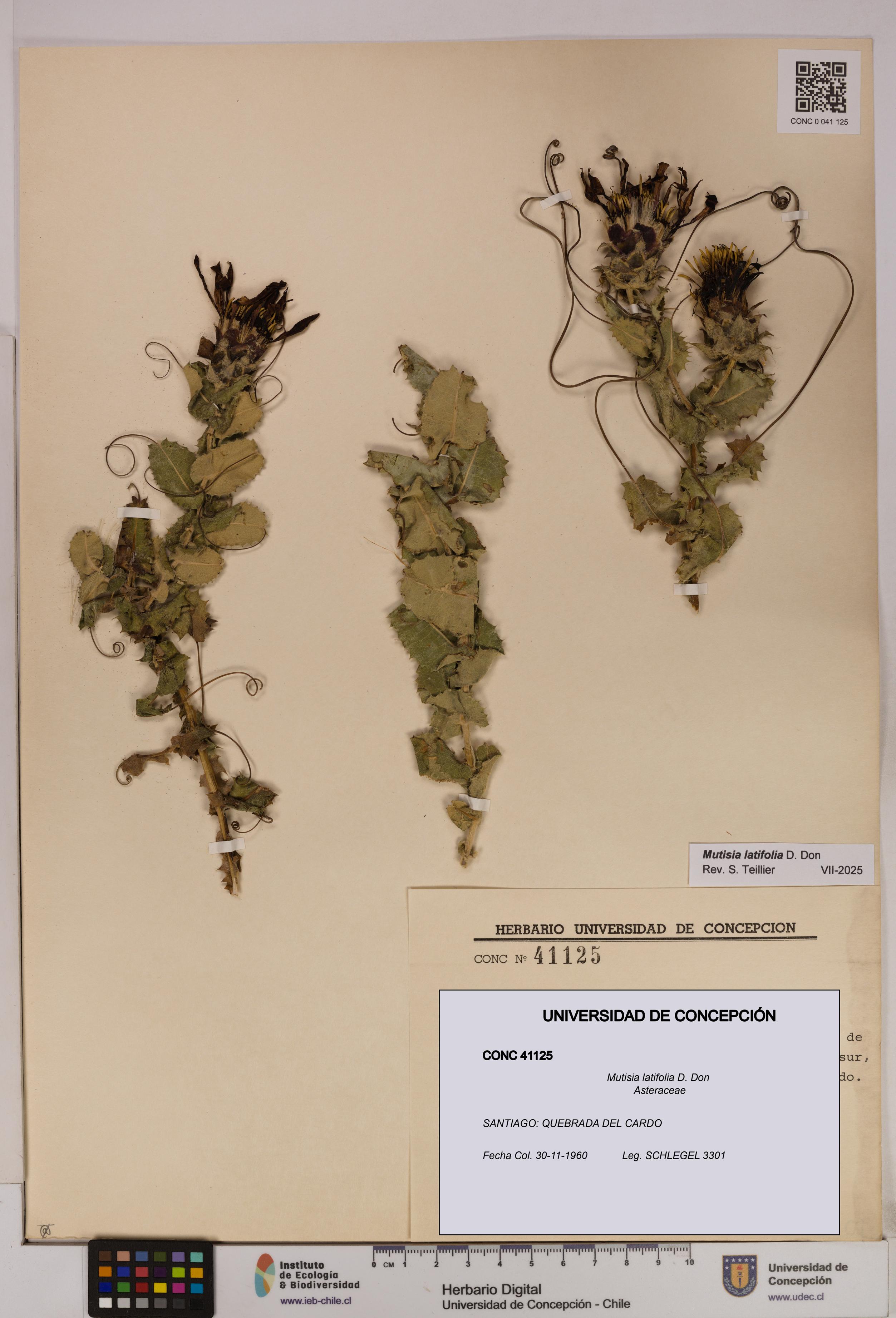 Mutisia latifolia [Espécimen: UDEC:CONC:0041125]