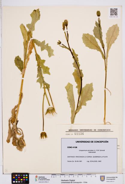 Urospermum picroides [Espécimen: ]