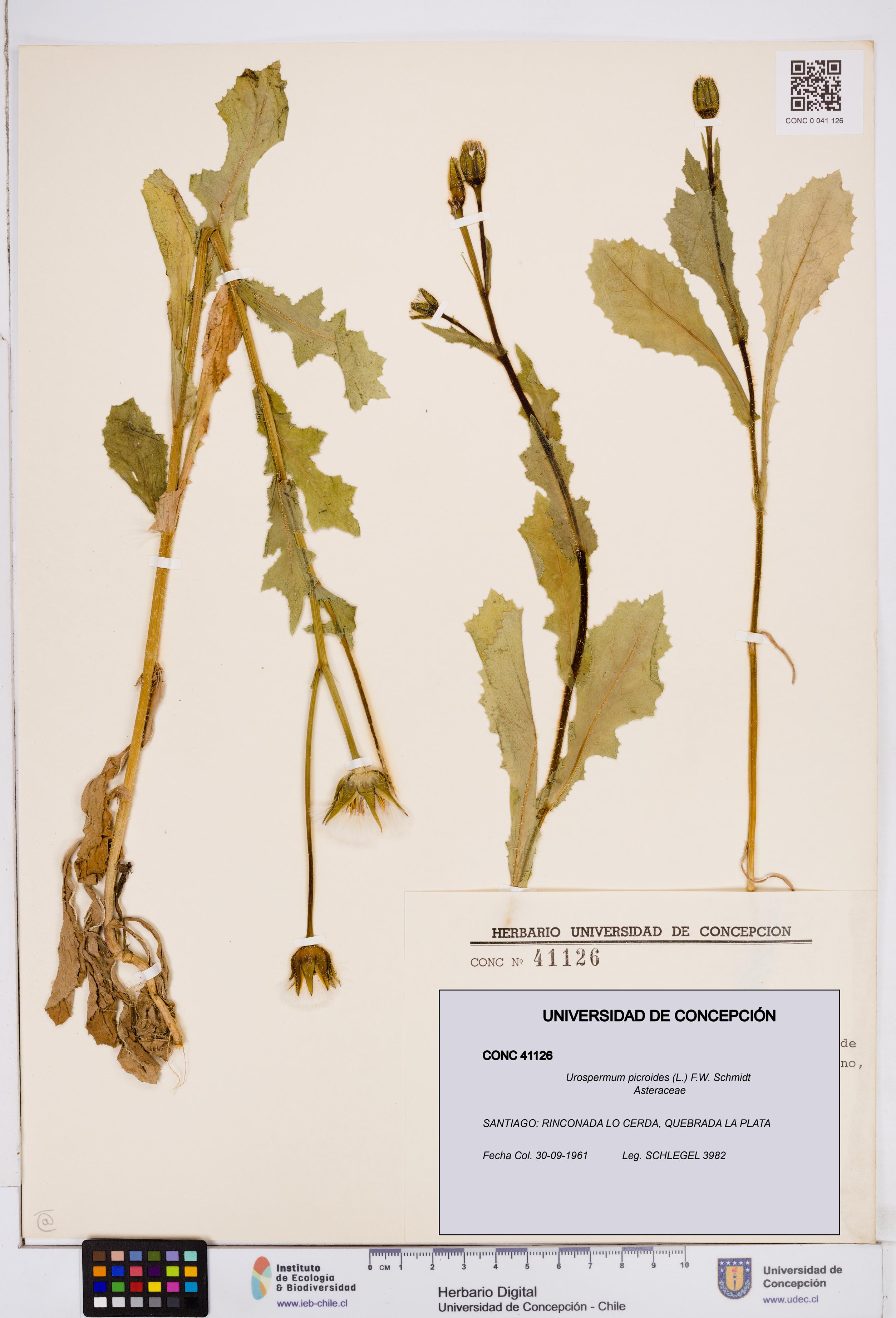 Urospermum picroides [Espécimen: ]