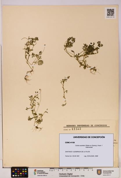 Cotula australis [Espécimen: UDEC:CONC:0041133]