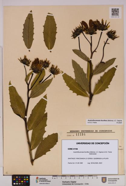 Austroflourensia thurifera [Espécimen: UDEC:CONC:0041134]