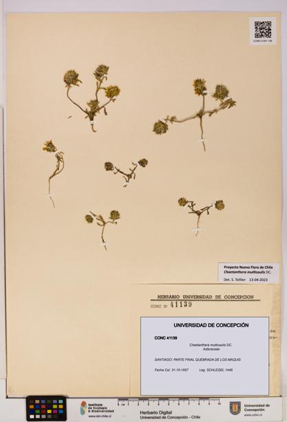 Chaetanthera multicaulis [Espécimen: UDEC:CONC:0041139]