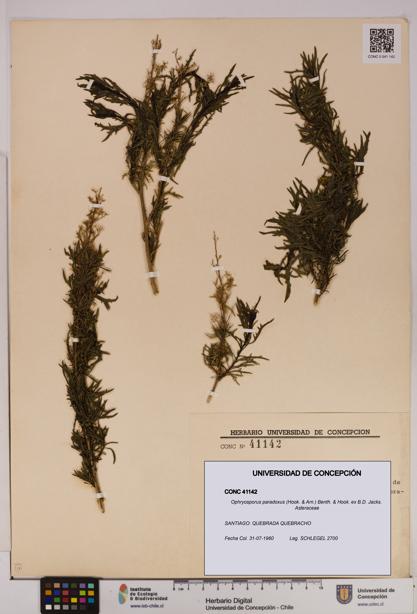 Ophryosporus paradoxus [Espécimen: UDEC:CONC:0041142]