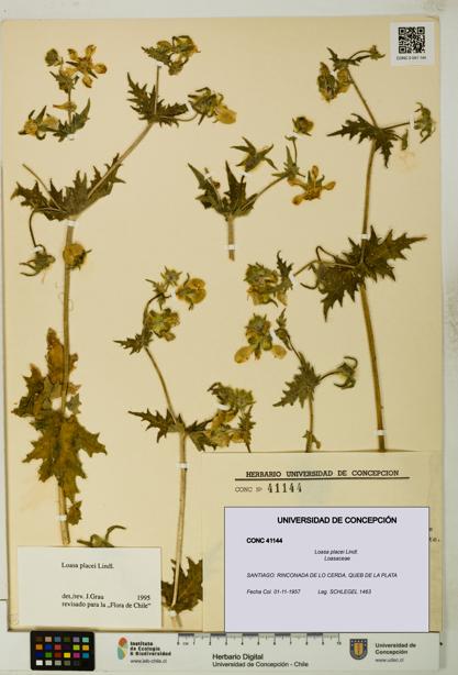 Loasa placei [Espécimen: UDEC:CONC:0041144]