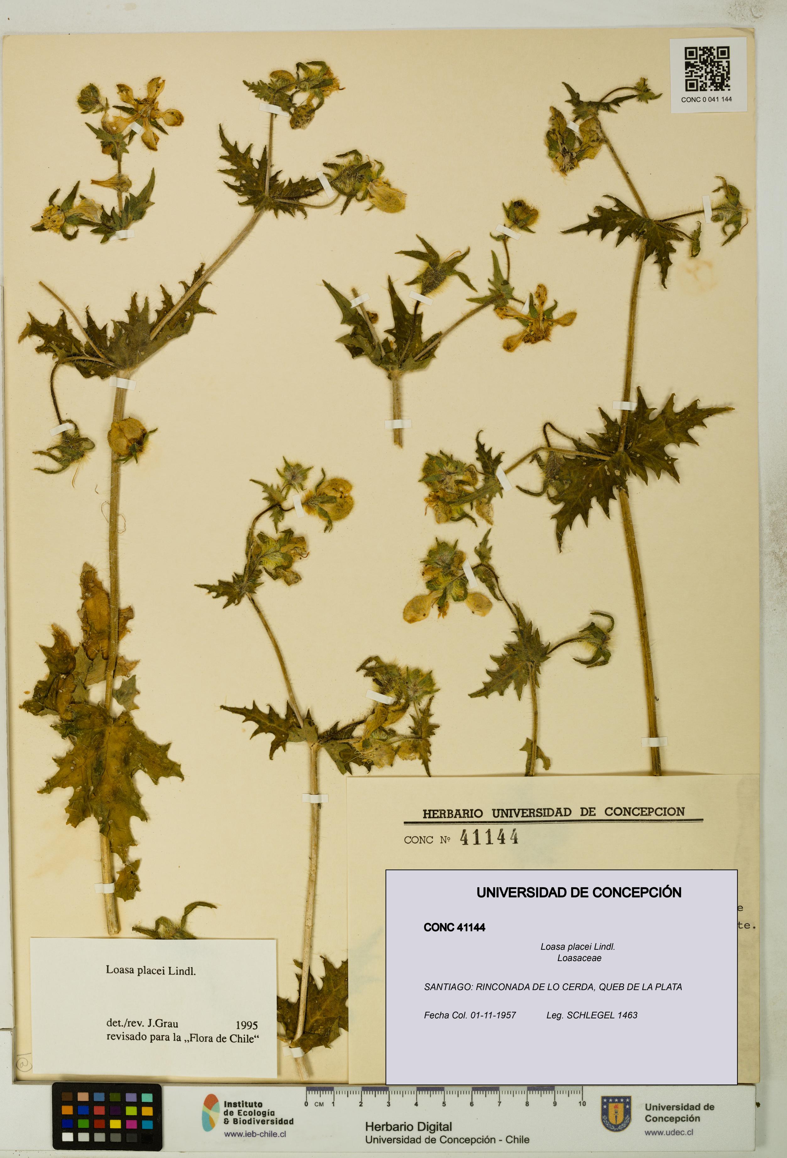 Loasa placei [Espécimen: UDEC:CONC:0041144]