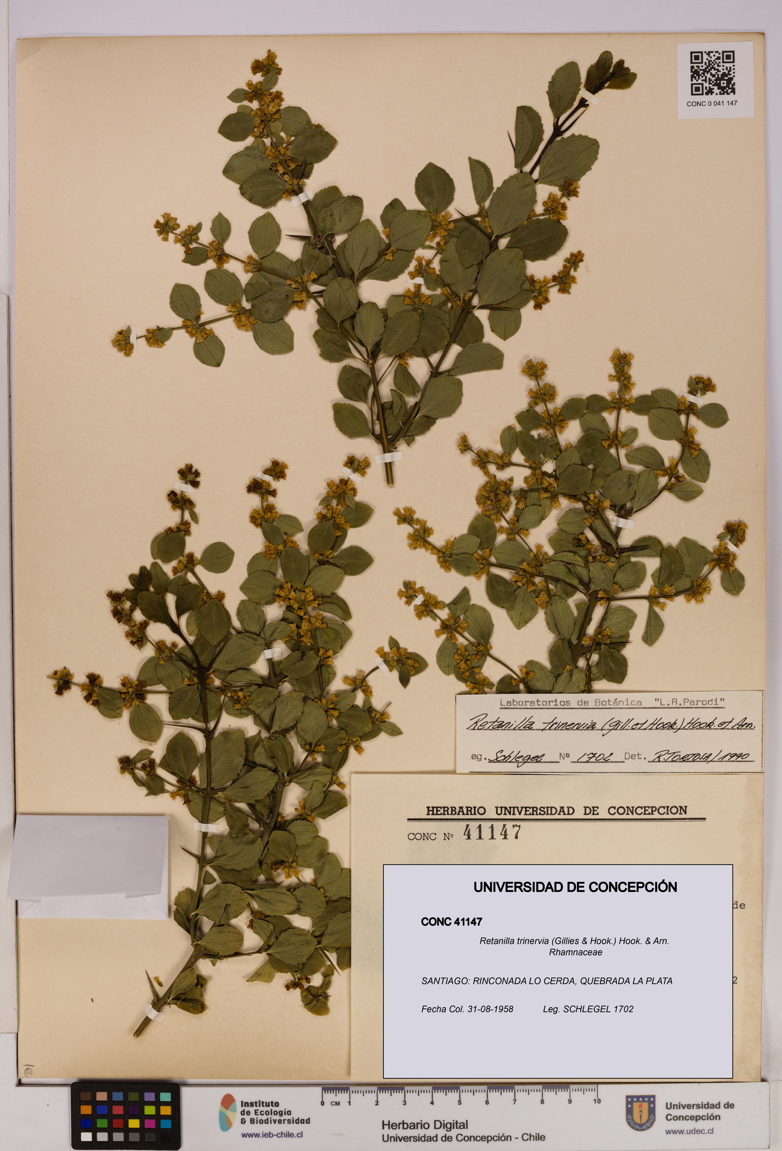 Retanilla trinervia [Espécimen: UDEC:CONC:0041147]