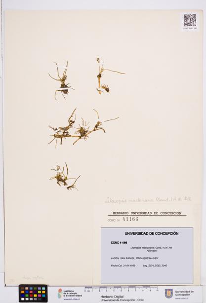 Lilaeopsis macloviana [Espécimen: ]