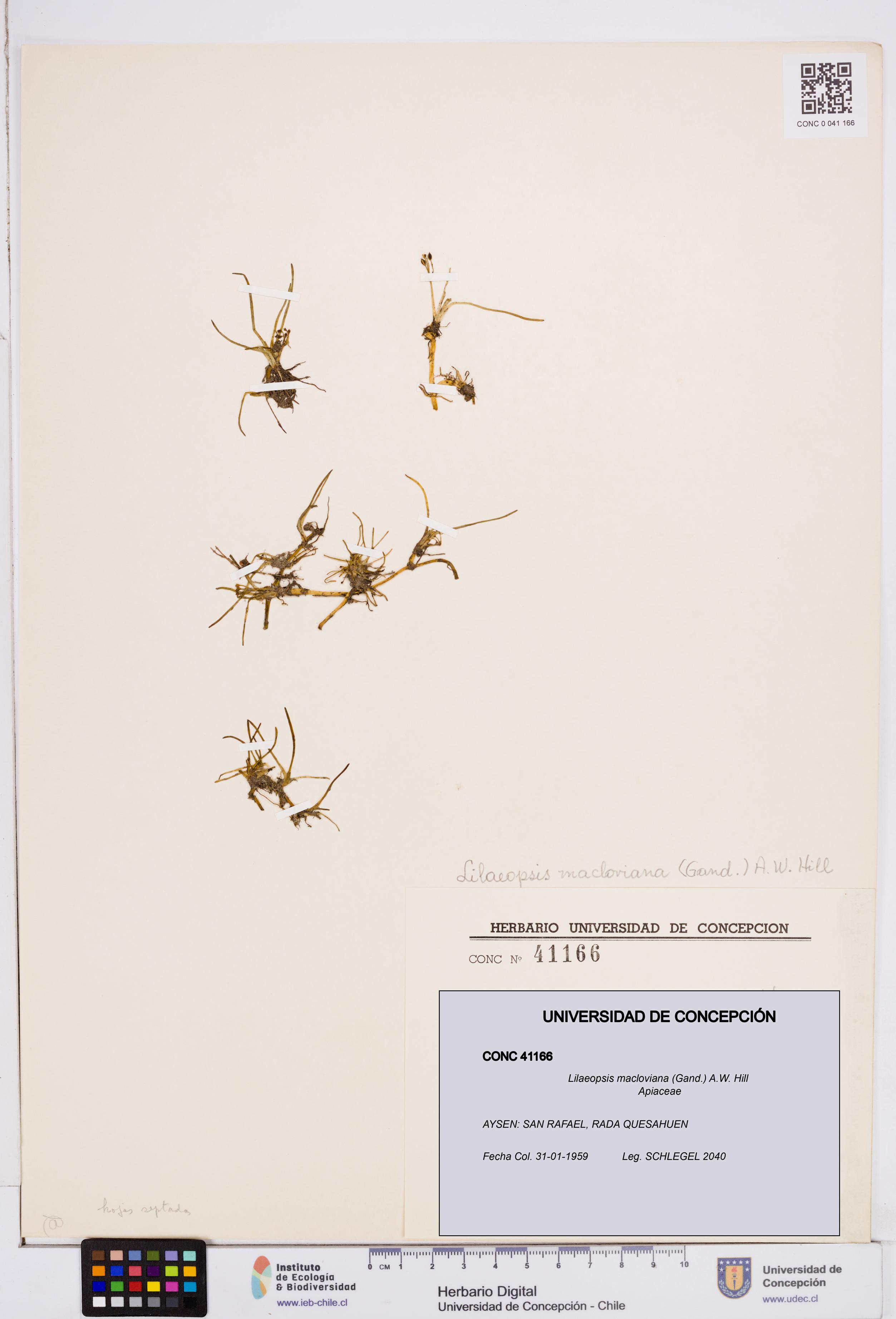 Lilaeopsis macloviana [Espécimen: ]