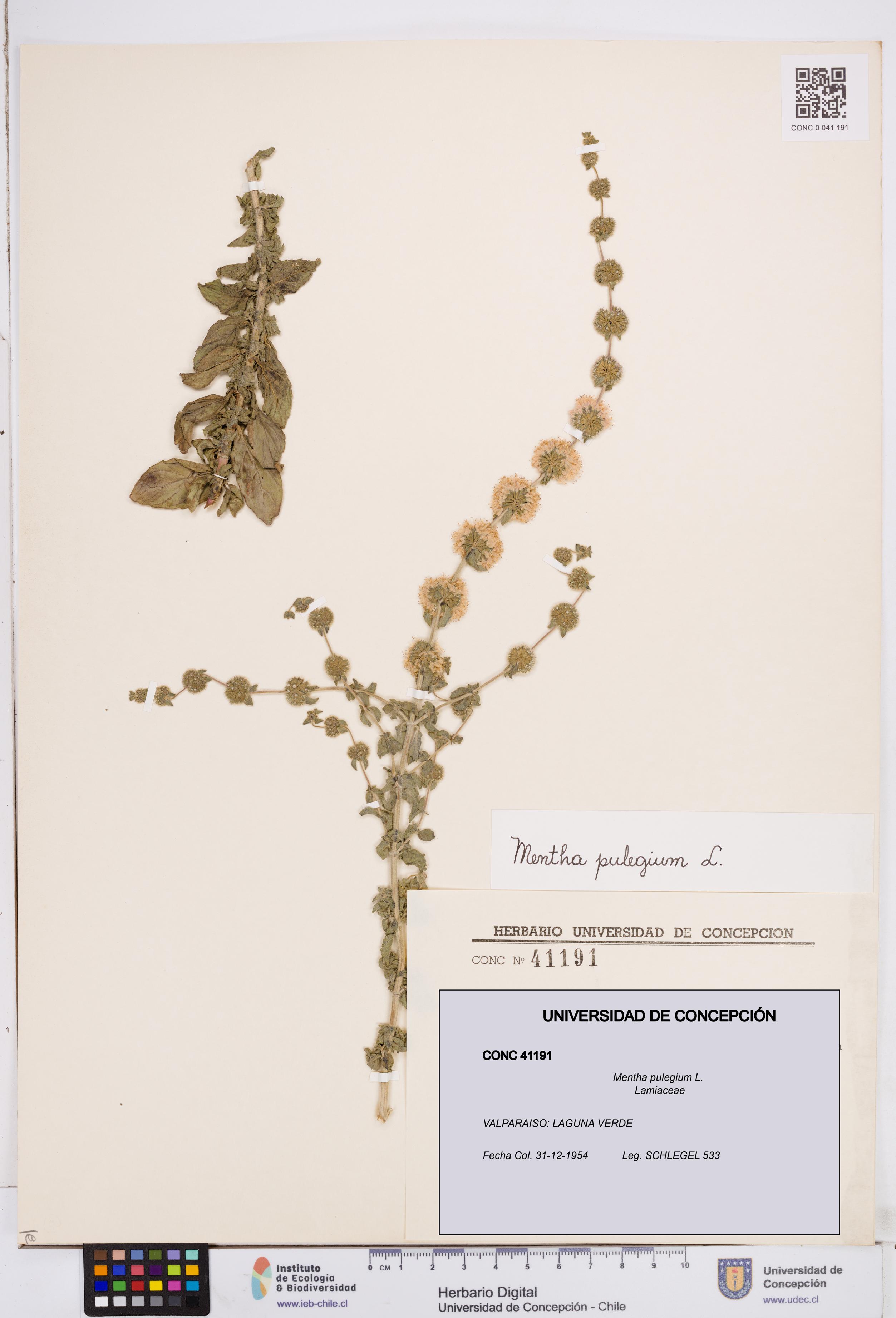Mentha pulegium [Espécimen: ]