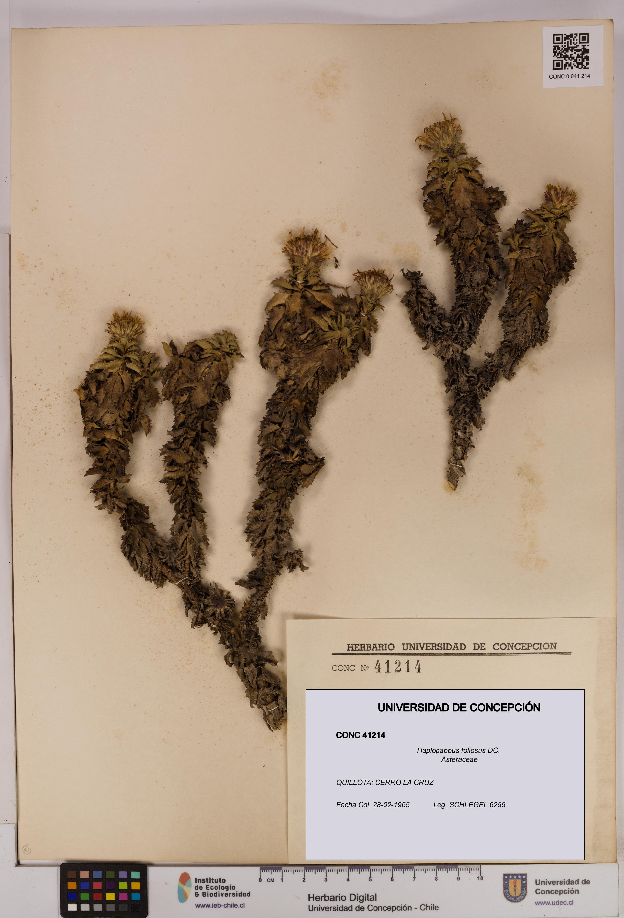 Haplopappus foliosus [Espécimen: UDEC:CONC:0041214]