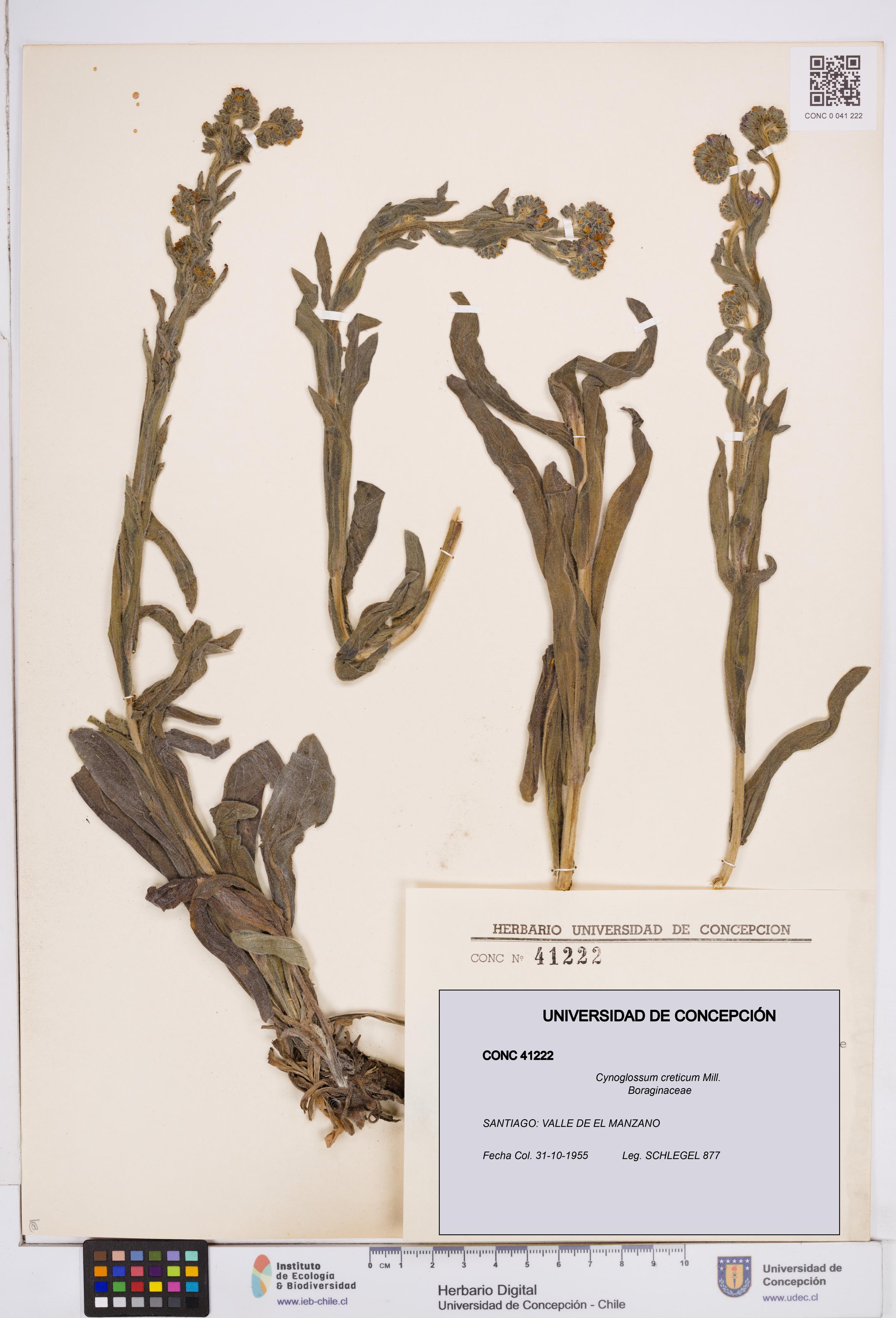 Cynoglossum creticum [Espécimen: ]