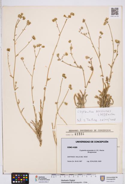 Cryptantha alyssoides [Espécimen: ]