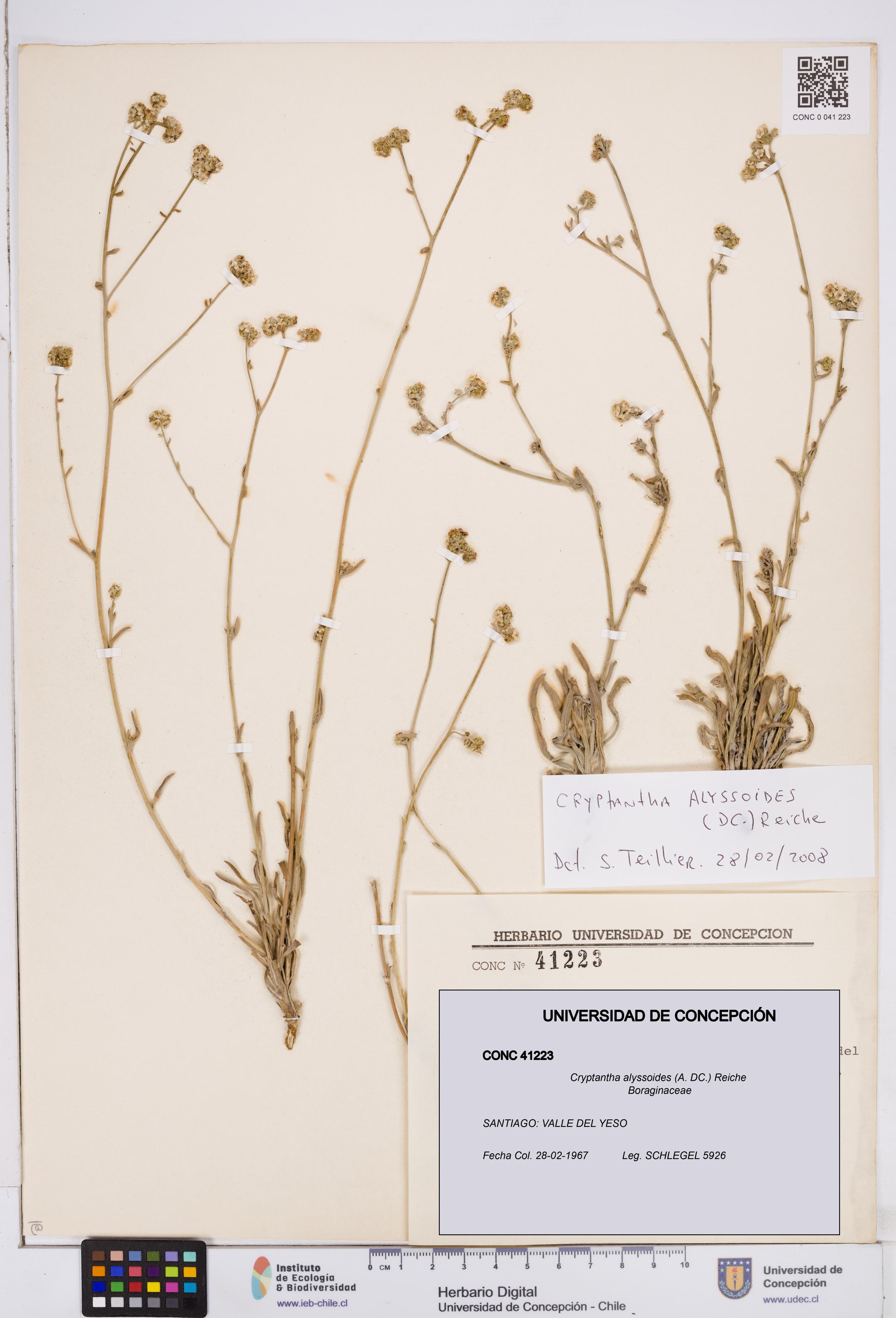Cryptantha alyssoides [Espécimen: ]