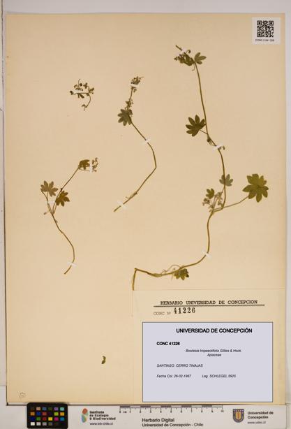 Bowlesia tropaeolifolia [Espécimen: ]