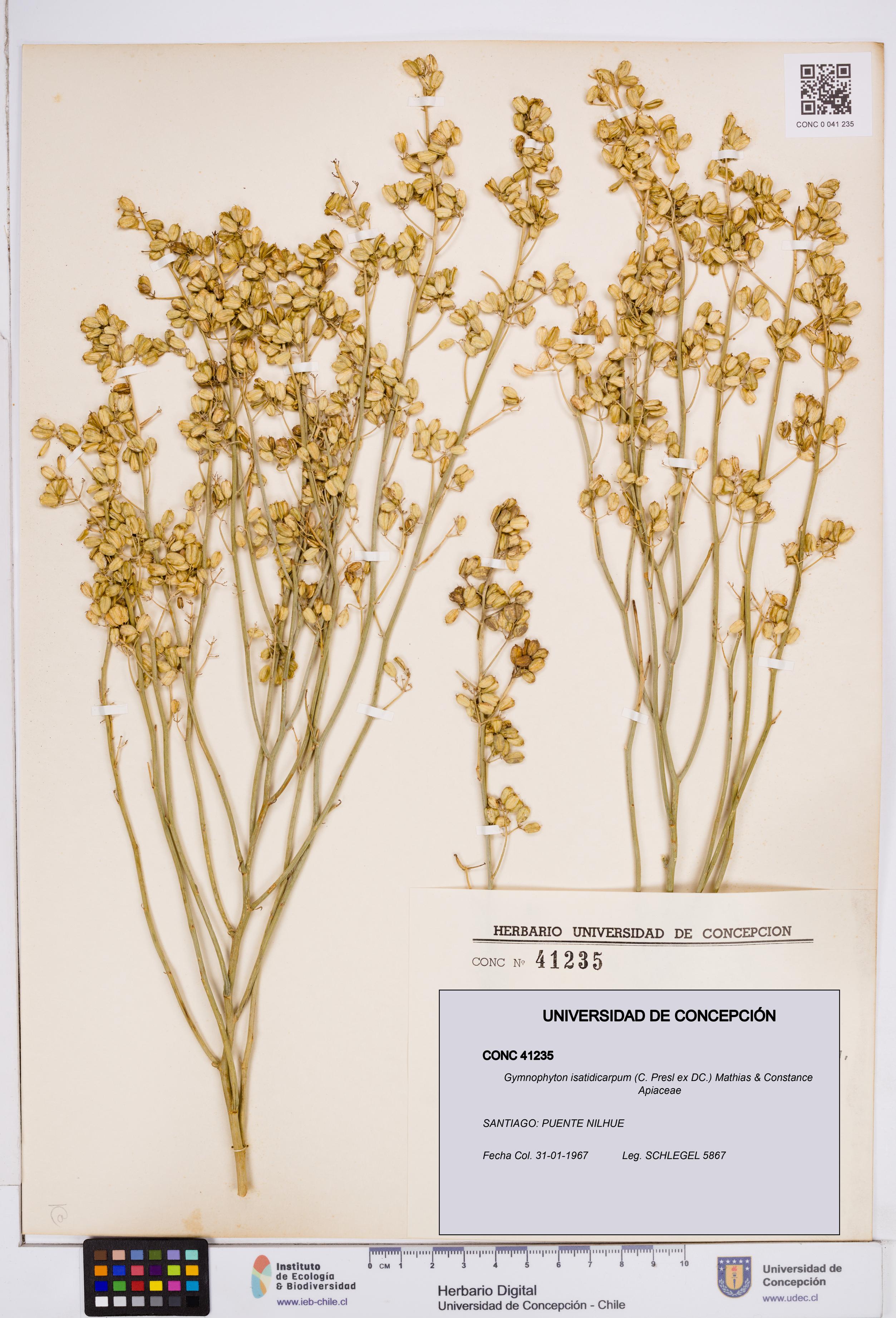 Gymnophyton isatidicarpum [Espécimen: ]