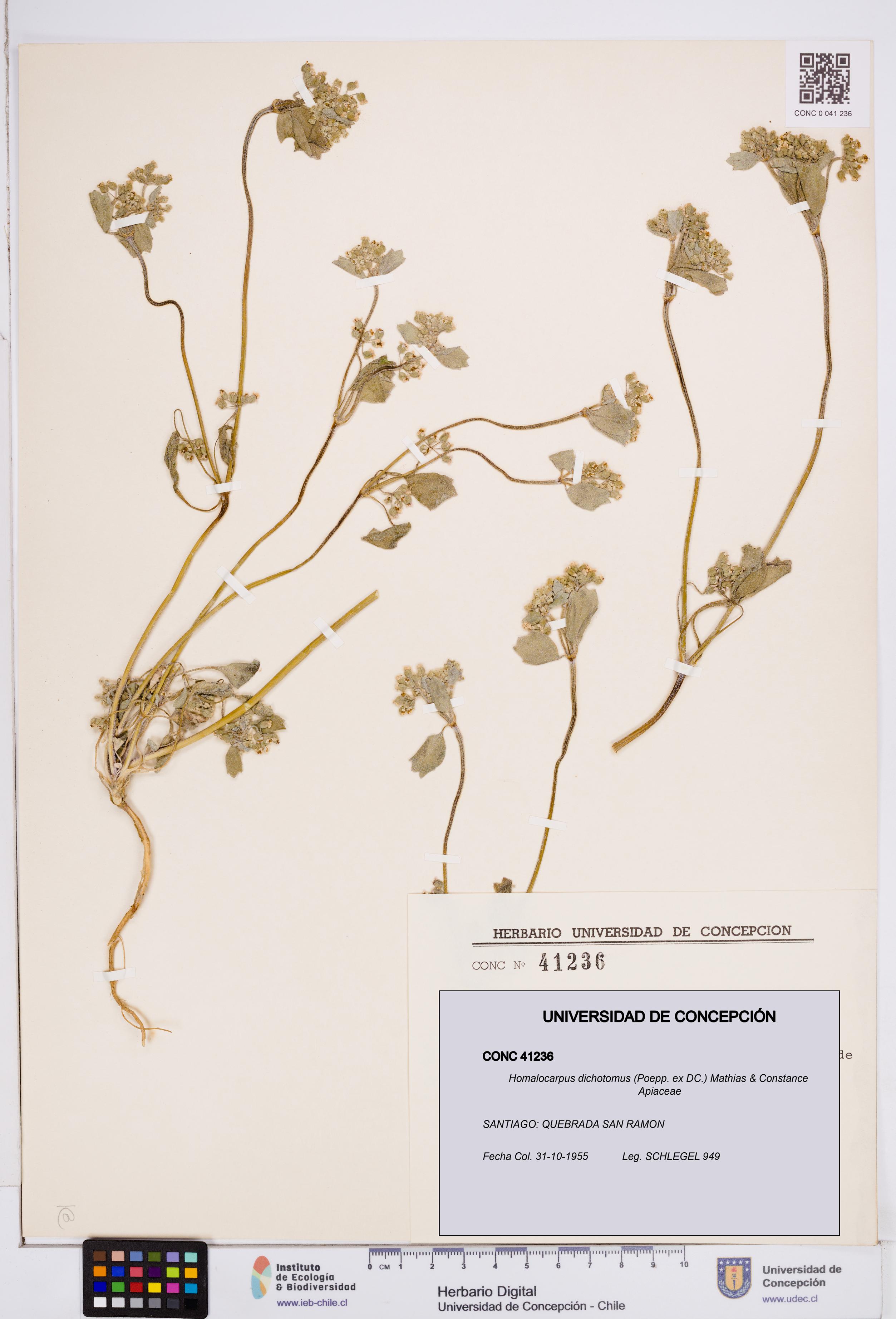 Homalocarpus dichotomus [Espécimen: ]