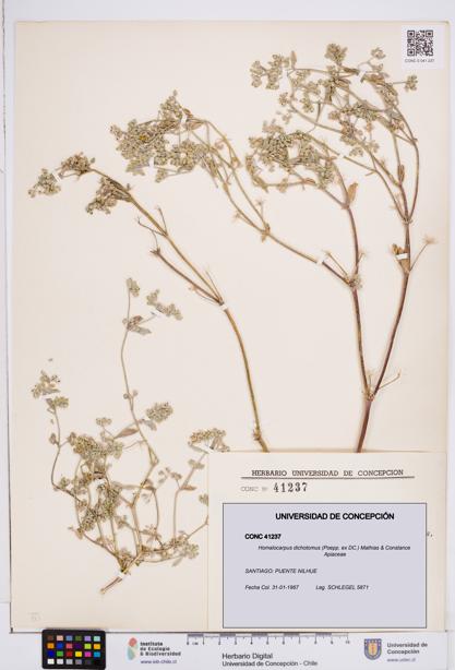 Homalocarpus dichotomus [Espécimen: ]