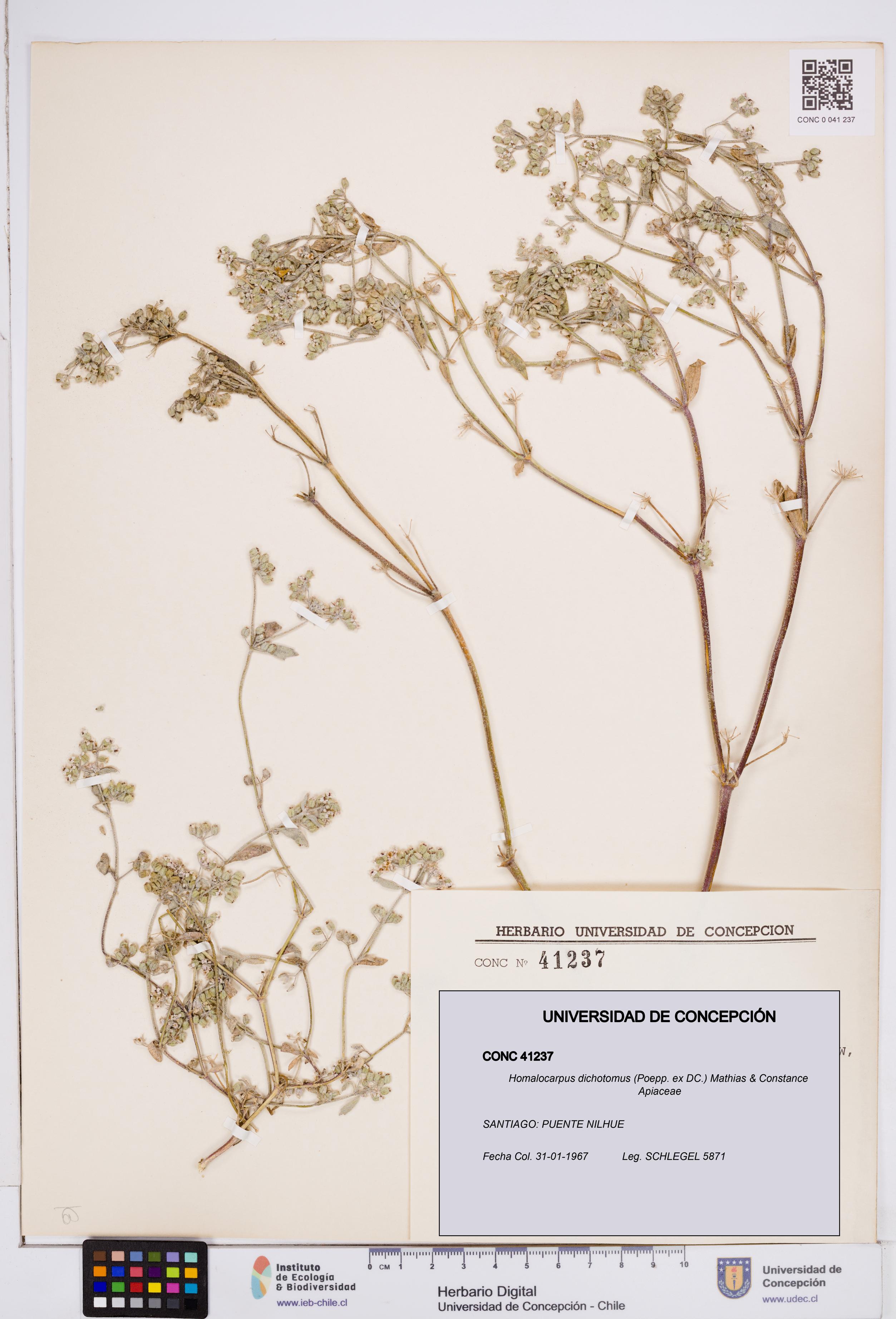 Homalocarpus dichotomus [Espécimen: ]