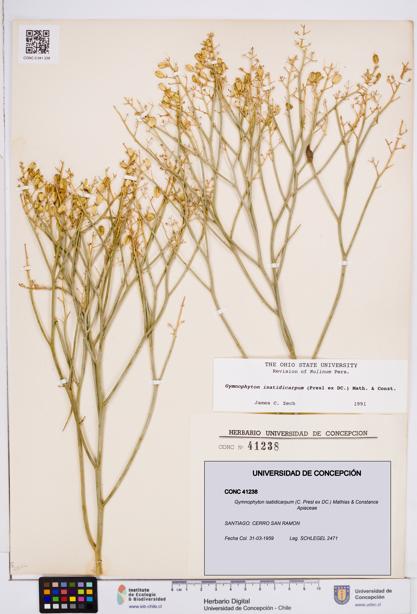 Gymnophyton isatidicarpum [Espécimen: ]