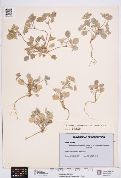 Homalocarpus dichotomus [Espécimen: ]