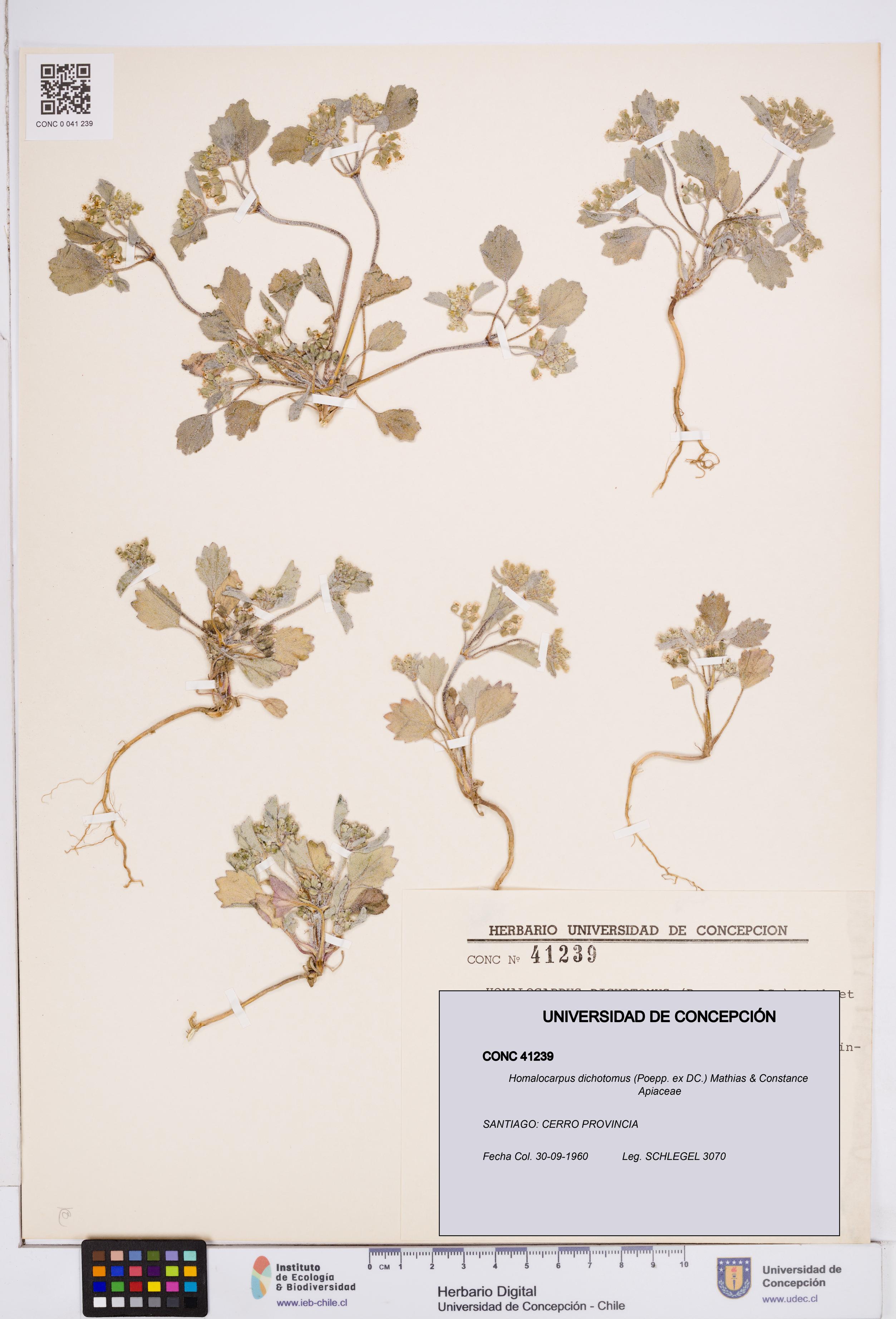 Homalocarpus dichotomus [Espécimen: ]