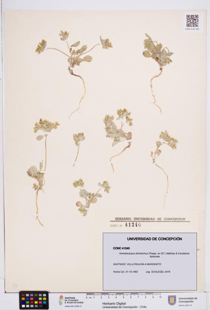 Homalocarpus dichotomus [Espécimen: ]