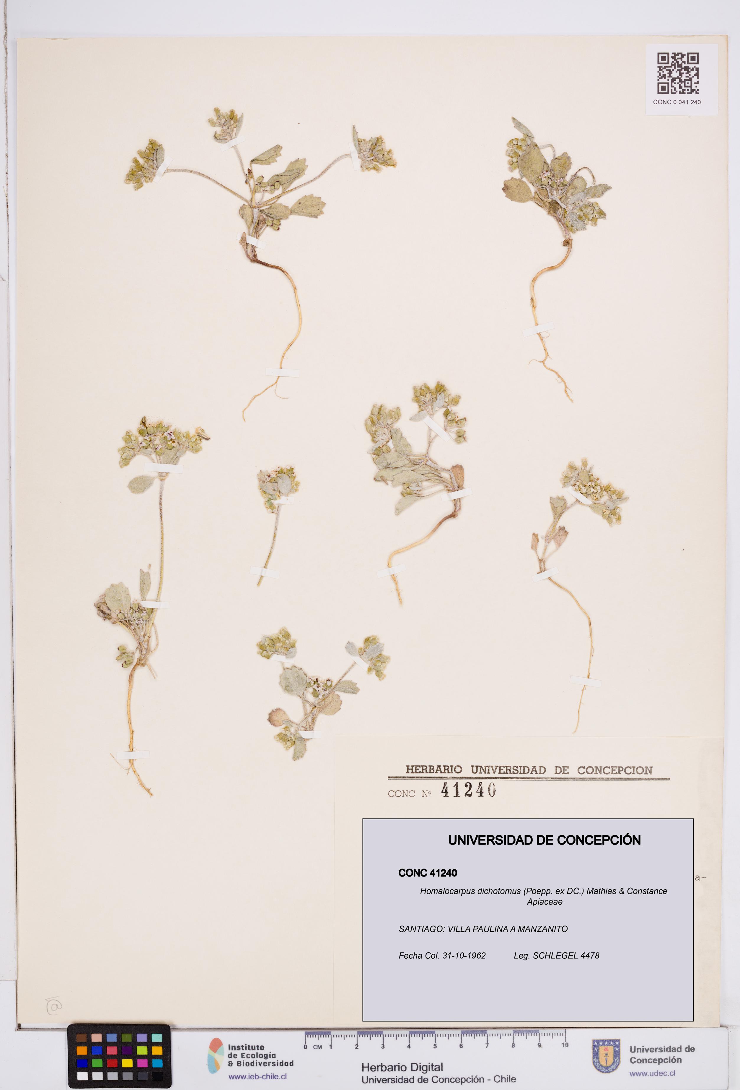 Homalocarpus dichotomus [Espécimen: ]