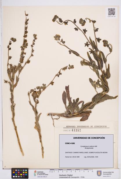 Cynoglossum creticum [Espécimen: ]